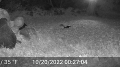 Mephitis mephitis nigra