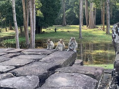 Macaca