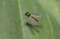 Chrysosomatini