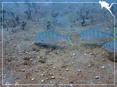 Carangichthys dinema