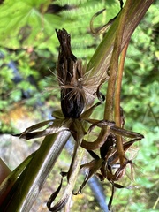 Ligularia kojimae