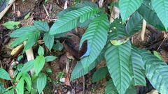 Tanaecia iapis
