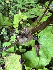 Ligularia kojimae