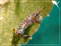 Polycera melanosticta