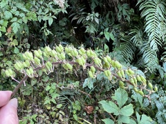 Actaea simplex