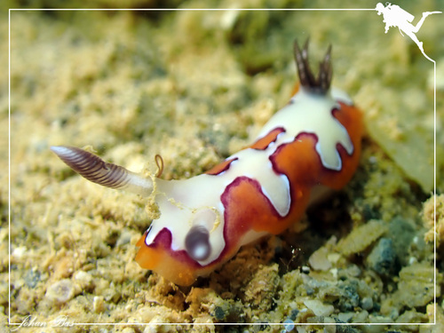 Faithful Sea Slug