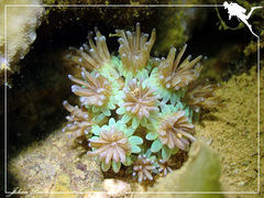 Galaxea fascicularis