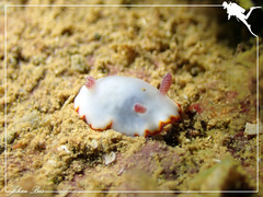 Goniobranchus verrieri