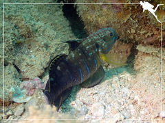 Amblygobius phalaena