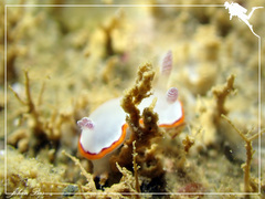 Goniobranchus rubrocornutus