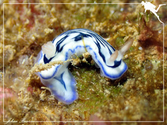 Hypselodoris maritima