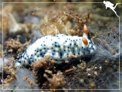 Hypselodoris infucata