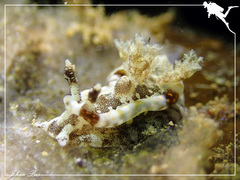 Goniodoris joubini