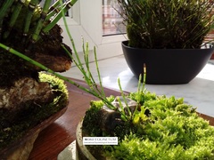 Equisetum scirpoides