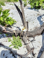 Felicia erigeroides