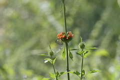 Leonotis nepetifolia