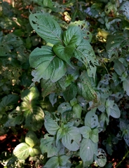 Isoglossa woodii