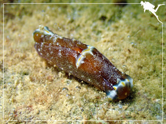 Spinoaglaja orientalis