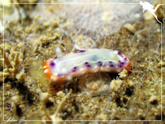 Goniobranchus setoensis