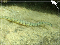 Corythoichthys conspicillatus