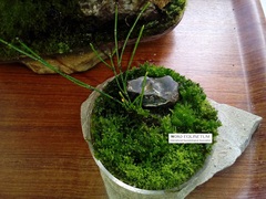 Equisetum scirpoides