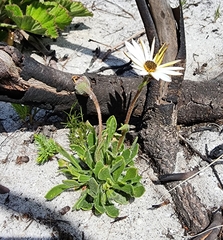 Felicia erigeroides