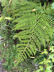 Dryopteris peranema