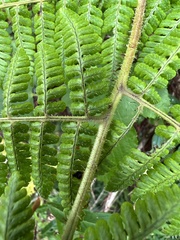 Dryopteris peranema