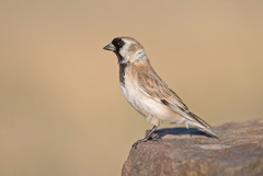 Montifringilla davidiana