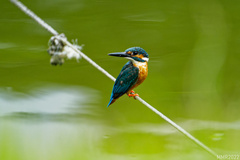 Alcedo atthis bengalensis