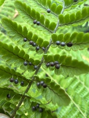 Dryopteris peranema
