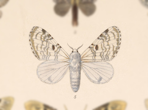 Tolype caieta