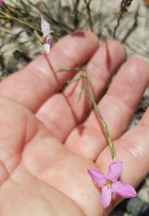 Lachnaea uniflora