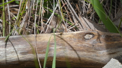 Myrmecia