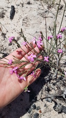 Lachnaea uniflora