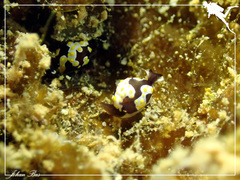 Colpodaspis thompsoni