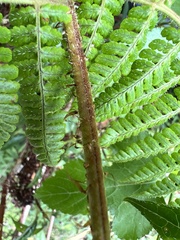 Dryopteris peranema