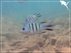 Abudefduf whitleyi