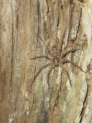 Heteropoda