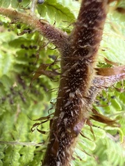 Dryopteris peranema
