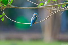 Alcedo atthis bengalensis