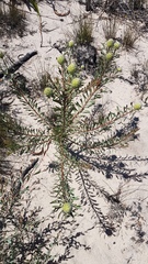 Leucadendron cinereum