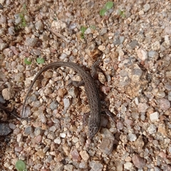 Psammodromus occidentalis