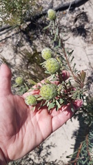 Leucadendron cinereum