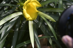 Cascabela thevetia