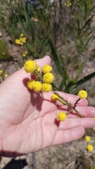 Leucadendron corymbosum