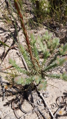 Leucadendron corymbosum