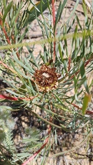 Protea scolymocephala