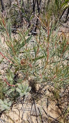 Protea scolymocephala