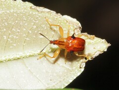 Attelabinae